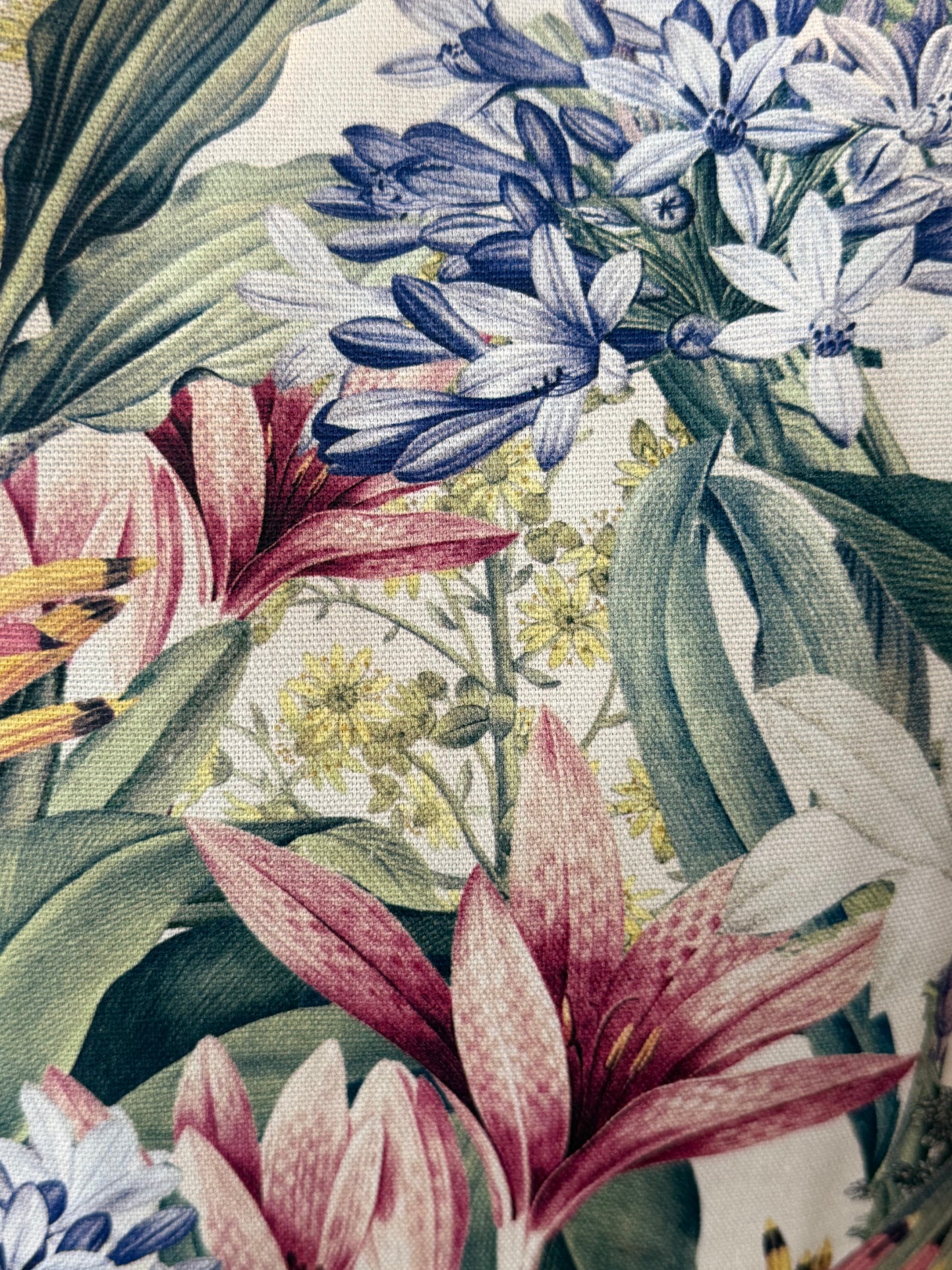 Vibrant Agapanthus Gardeners