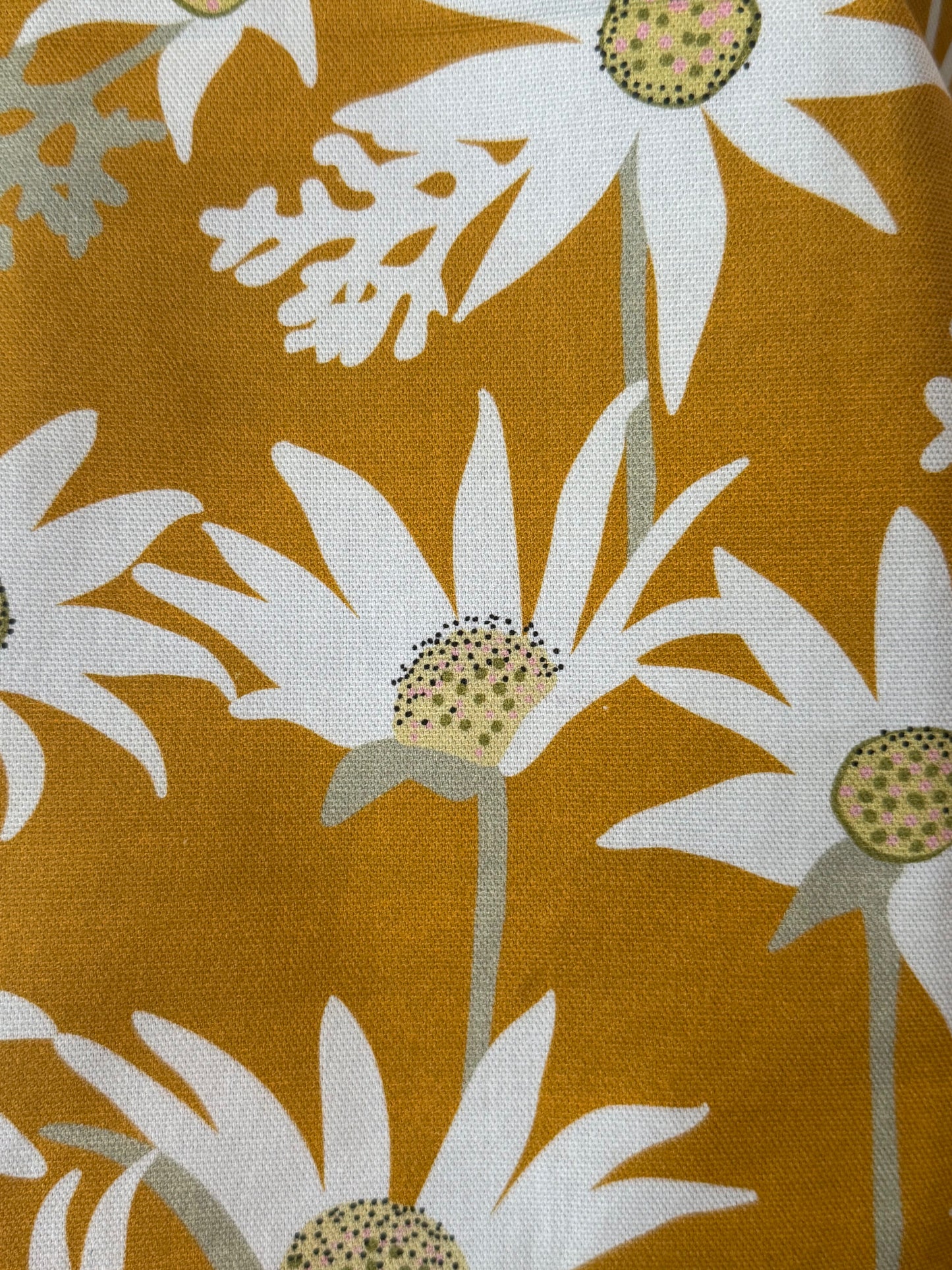 Yellow Flannel Flower Gardeners